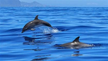  В Турции в пролив Босфор вернулись дельфины
