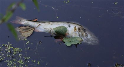 Более 3,5 тонн рыбы погибло на реке Урал в Казахстане