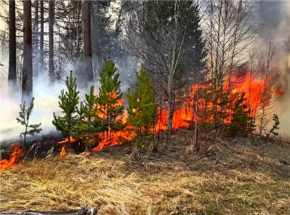 Курильщик устроил лесной пожар в Павлодарской области