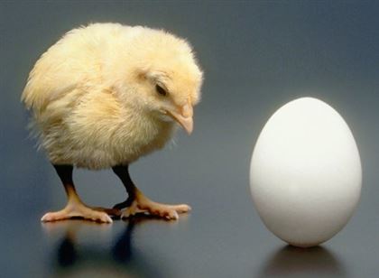 Пойдет под нож: производство яиц в Казахстане может резко сократиться