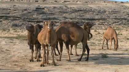 Оспу выявили у верблюдов в Мангистау