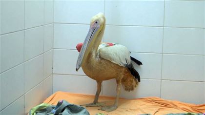В Израиле спасли редкого оранжевого пеликана