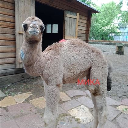 В зоопарке Алматы дали имя недавно рожденному верблюженку