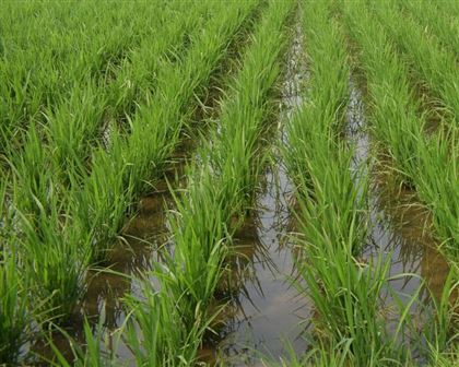 В Кызылординской области под угрозой гибели посевов риса