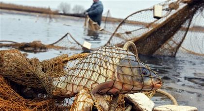 В Алматинской области у браконьеров изъяли 150 килограммов рыбы