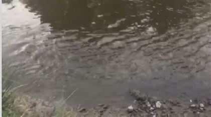 Массово гибнет рыба в реке Талгар в Алматинской области