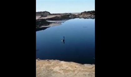 В Мангистау лебедь плавал в нефтяных отходах