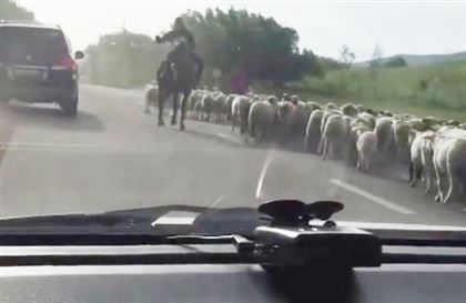 Видео с отарой баранов на дороге в Алматинской области всполошило Казнет