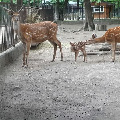 В зоопарке Алматы родился олененок