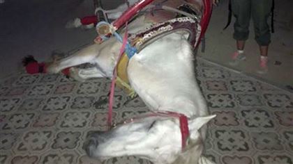 В Актау в обморок упала катавшая детей лошадь