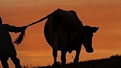 В ВКО раскрыли кражу скота на сумму более 4 миллионов тенге