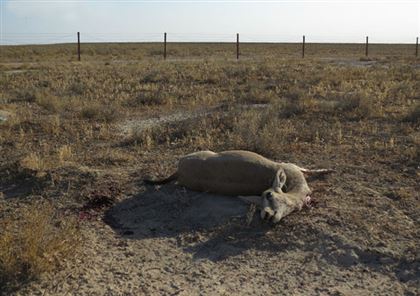 Почему гибель животных на проволоке - обычная история в Казахстане