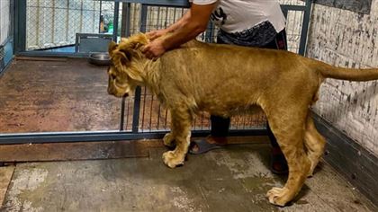 Помогите мясом: в Мангистау просят накормить «бесхозного» льва 