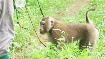Тайских фермеров обвинили в эксплуатации обезьян