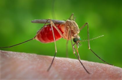 Укусы комаров не могут стать источником заражения человека коронавирусом