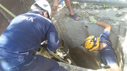 В Шымкенте спасатели спасли корову, которая упала в яму