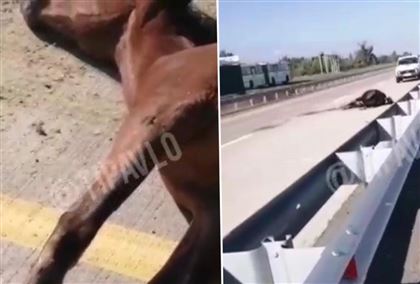 Табун лошадей сбили на трассе Кызылорда - Павлодар