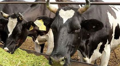 В ВКО предотвратили распространение бешенства скота