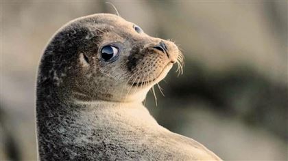 Каспийского тюленя собираются внести в Красную книгу Казахстана