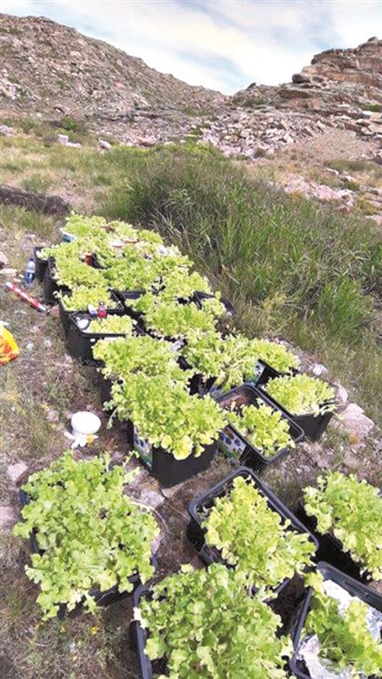 Почему на Семипалатинском полигоне начали выращивать экспериментальный салат