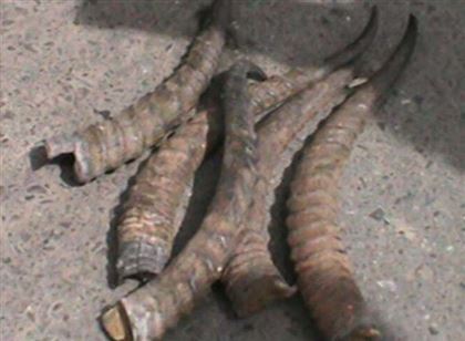 В Алматинской области мужчину задержали за сбыт рогов сайгака