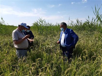 Аграрии Кызылординской области испытывают нехватку воды для полива рисовых полей
