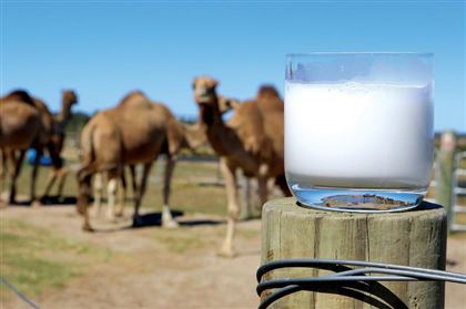В Аральской индустриальной зоне завершается строительство цеха по переработке верблюжьего молока