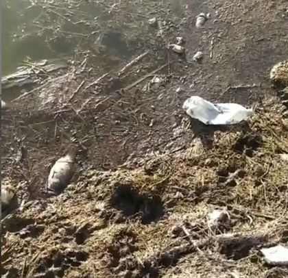 «Рыба выпрыгивает, дохнет»: ужасающее видео снял алматинец в районе Рыскулова - Шемякина
