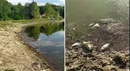 Алматинские экологи проверяют сообщение о мертвой рыбы на озере Пархач