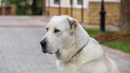 В Дубае кинологи и собаки обнаруживают больных коронавирусом
