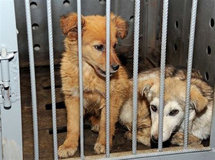 Люди Уральска выступают против строительства питомника для собак