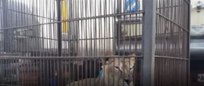 В Павлодарский зоопарк перевезут цирковых животных из СКО 