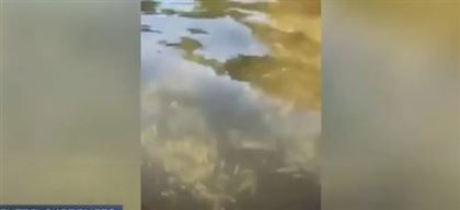 В озере Бурабай зафиксировали массовую гибель мальков