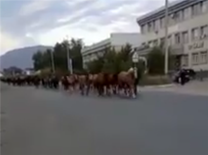 Бесчисленный табун лошадей засняли в городе на видео