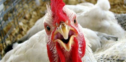 В СКО в минсельхозе высказались о вспышке птичьего гриппа