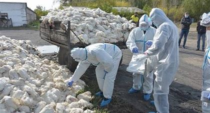 В СКО за сутки от птичьего гриппа погибли более 180 тысяч кур 