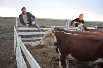 Дело о хищении скота на 14 миллионов тенге раскрыто в ВКО