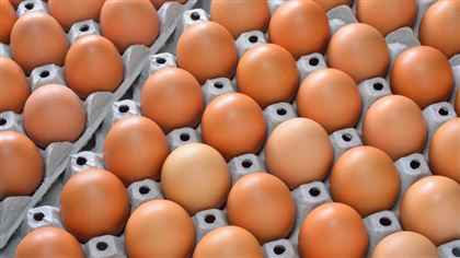 В Костанае резко подорожали яйца из-за птичьего гриппа