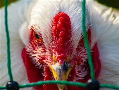 В РК во всех регионах прекратился падеж куриц от птичьего гриппа