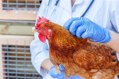 В ВКО выявили птичий грипп