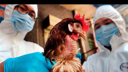 В Алматинской области из-за птичьего гриппа произошел массовый падеж кур