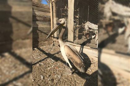 В Жамбылской области спасли редкого пеликана