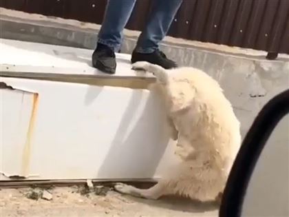 Собака, которую душили холодильником в Атырау, отправится к новой хозяйке в Америку