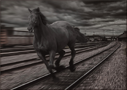 На Западе Казахстана поезд сбил восемь лошадей