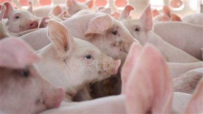 В Актюбинской области сельчане требуют закрыть свиноферму