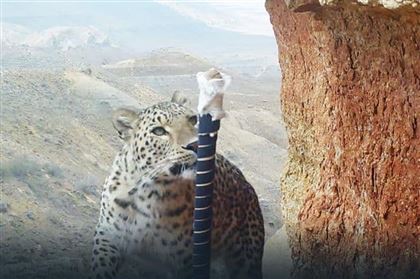 Специалисты готовятся внести переднеазиатского леопарда в Красную книгу Казахстана