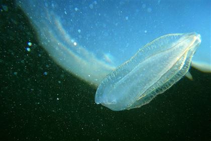 Ученые обнаружили новый живой организм в Каспийском море
