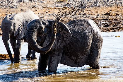 Распродажа слонов стартует в африканской стране