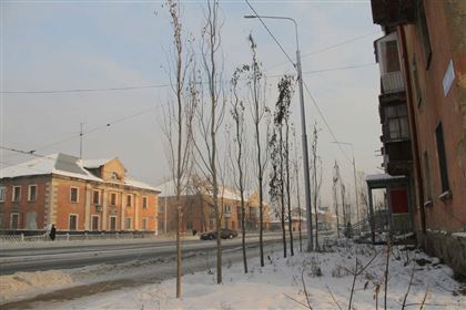 Суд обязал власти Усть-Каменогорска высадить более 500 деревьев вместо прежних вырубленных 