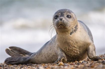 На побережье Каспия обнаружили мертвых тюленей